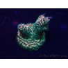 WYSIWYG Acroporamillepora 15L6 Mariculture acclimaté led