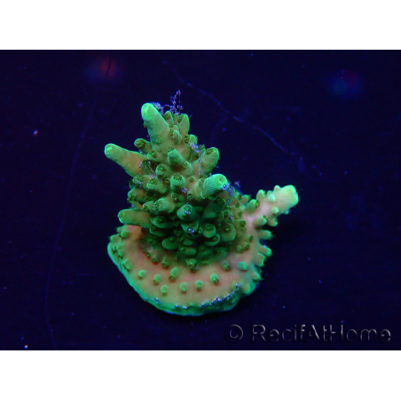 WYSIWYG Acropora 15L9 Mariculture acclimaté led