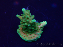 WYSIWYG Acropora Fidji led OK