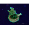 WYSIWYG Acropora 15L9 Mariculture acclimaté led