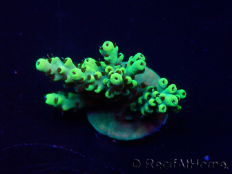 WYSIWYG Acropora Maricoltura acclimatata a LED