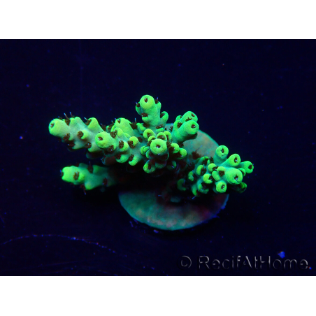 WYSIWYG Acropora 15L12 Mariculture acclimaté led