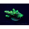 WYSIWYG Acropora 15L12 Mariculture acclimaté led