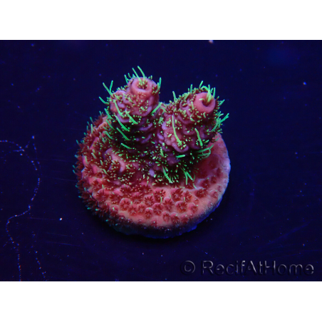 WYSIWYG Acropora millepora 15M1 Mariculture acclimaté led
