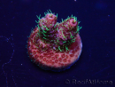 WYSIWYG Acropora millepora Fidji acclimaté led