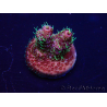 WYSIWYG Acropora millepora 15M1 Mariculture acclimaté led