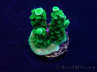 WYSIWYG Acropora tenuis 15M4 Mariculture acclimaté led