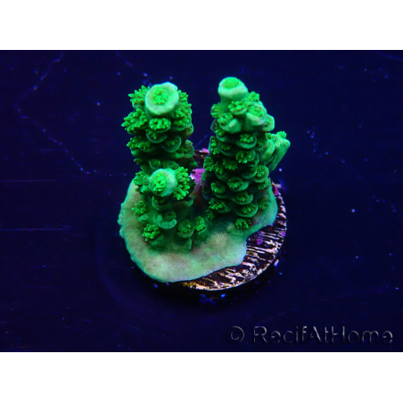 WYSIWYG Acropora akklimatisiert LED