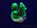 WYSIWYG Acropora acclimaté led