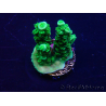 WYSIWYG Acropora acclimaté led