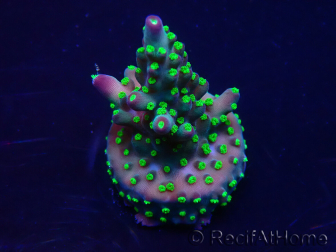 WYSIWYG Acropora 15M6 Mariculture acclimaté led