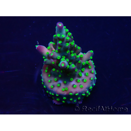 WYSIWYG Acropora 15M6 Mariculture acclimaté led