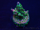 WYSIWYG Acropora Australien akklimatisiert LED