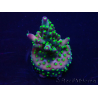 WYSIWYG Acropora Australia acclimatato LED