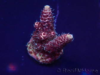 WYSIWYG Acropora millepora15M7 Mariculture acclimaté led