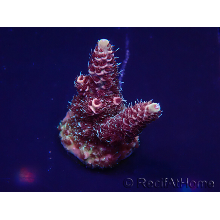 WYSIWYG Acropora Maricoltura acclimatata a led
