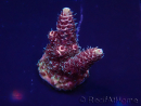 WYSIWYG Acropora Mariculture acclimaté led