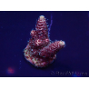 WYSIWYG Acropora Mariculture acclimated LED