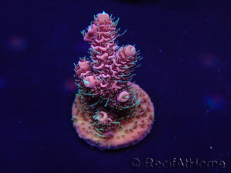 WYSIWYG Acropora Marikultur akklimatisiert LED