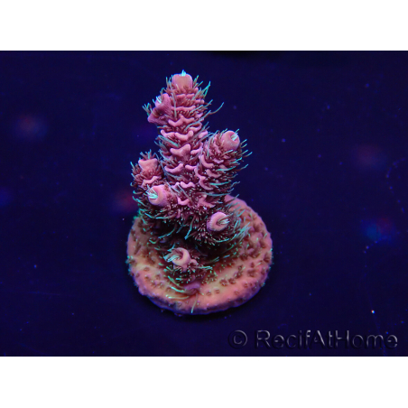 WYSIWYG Acropora millepora Mariculture acclimaté led