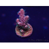 WYSIWYG Acropora millepora 15M8 Mariculture acclimaté led