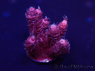 WYSIWYG Acropora Australia aclimatado led
