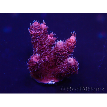 WYSIWYG Acropora Australie acclimaté led