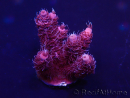 WYSIWYG Acropora Australia aclimatado led