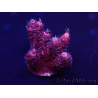 WYSIWYG Acropora Australia aclimatado led