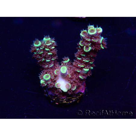 WYSIWYG Acropora Maricoltura acclimatata led