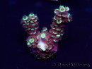 WYSIWYG Acropora Maricoltura acclimatata led