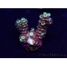 WYSIWYG Acropora Maricultured acclimated LED