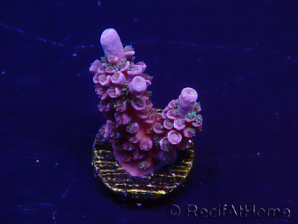 WYSIWYG Acropora Mariculture acclimated LED