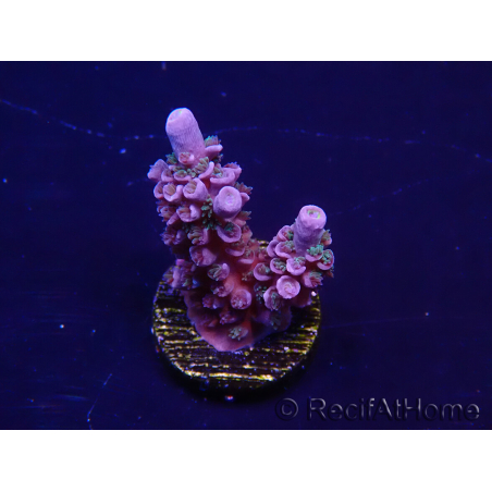 WYSIWYG Acropora 15M11 Mariculture acclimaté led