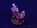 WYSIWYG Acropora Marikultur akklimatisiert LED