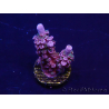 WYSIWYG Acropora 15M11 Mariculture acclimaté led