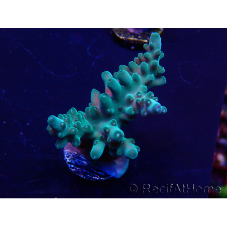 WYSIWYG Acropora Mariculture acclimaté led