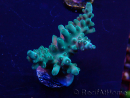 WYSIWYG Acropora granulosa 15N1 Mariculture acclimaté led
