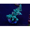 WYSIWYG Acropora granulosa 15N1 Mariculture acclimaté led