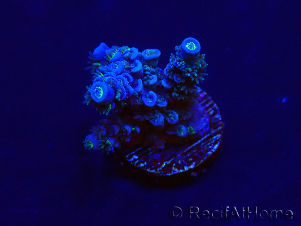 WYSIWYG Acropora Mariculture acclimated LED