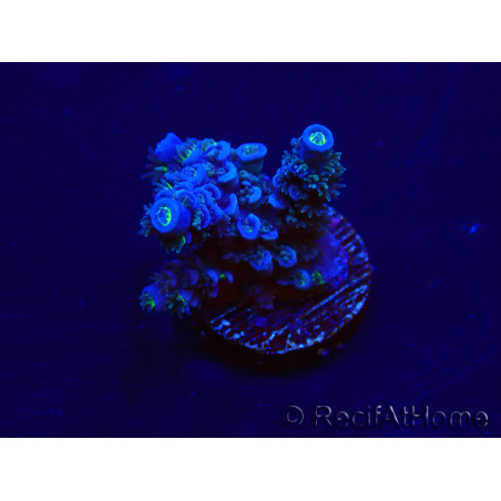 WYSIWYG Acropora tenuis 15N2 Mariculture acclimaté led
