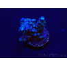 WYSIWYG Acropora Maricultura aclimatada led