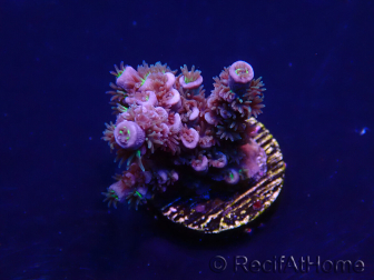 WYSIWYG Acropora Mariculture acclimated LED