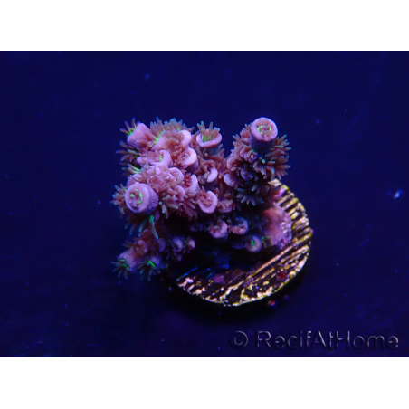 WYSIWYG Acropora Maricultura aclimatada led