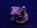 WYSIWYG Acropora Mariculture acclimated LED