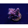 WYSIWYG Acropora tenuis 15N2 Mariculture acclimaté led