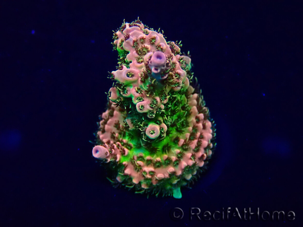 WYSIWYG Acropora Mariculture acclimaté led