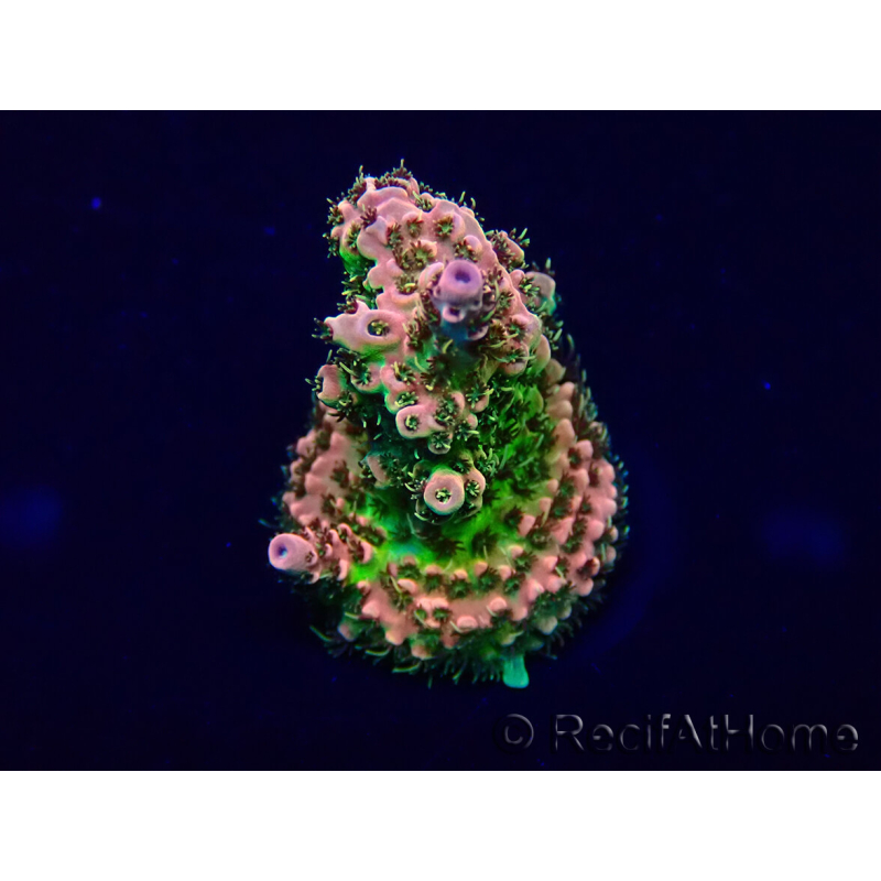 WYSIWYG Acropora Mariculture acclimaté led
