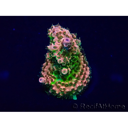 WYSIWYG Acropora Mariculture acclimaté led