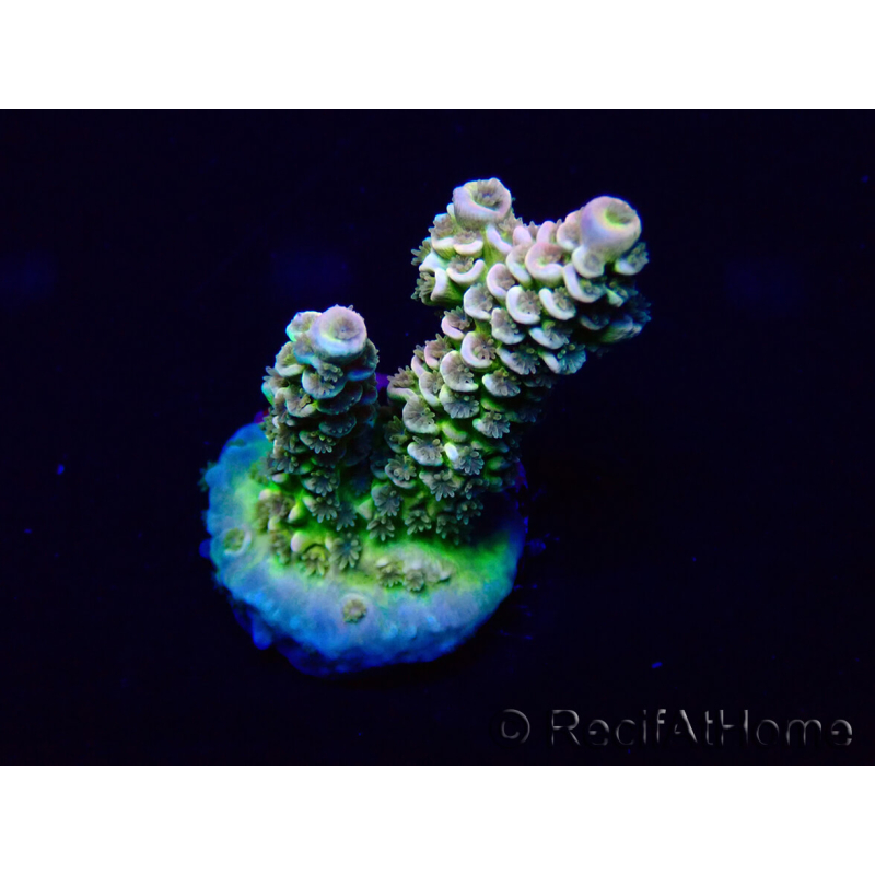 WYSIWYG Acropora tenuis 15N7 Mariculture acclimaté led